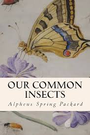 Our Common Insects